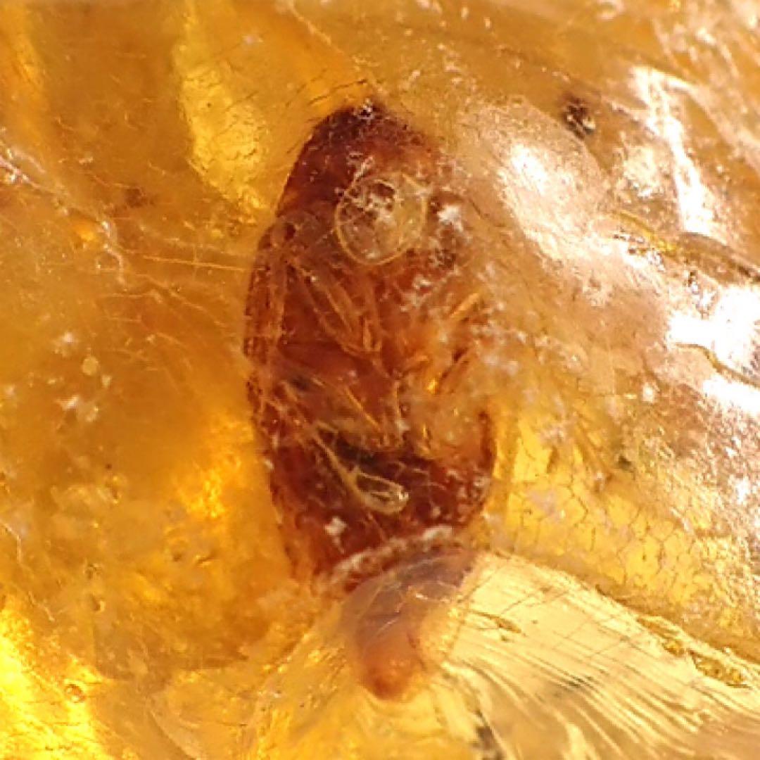 【オーストラリア産】ゴキブリ入り！天然琥珀(アンバー)