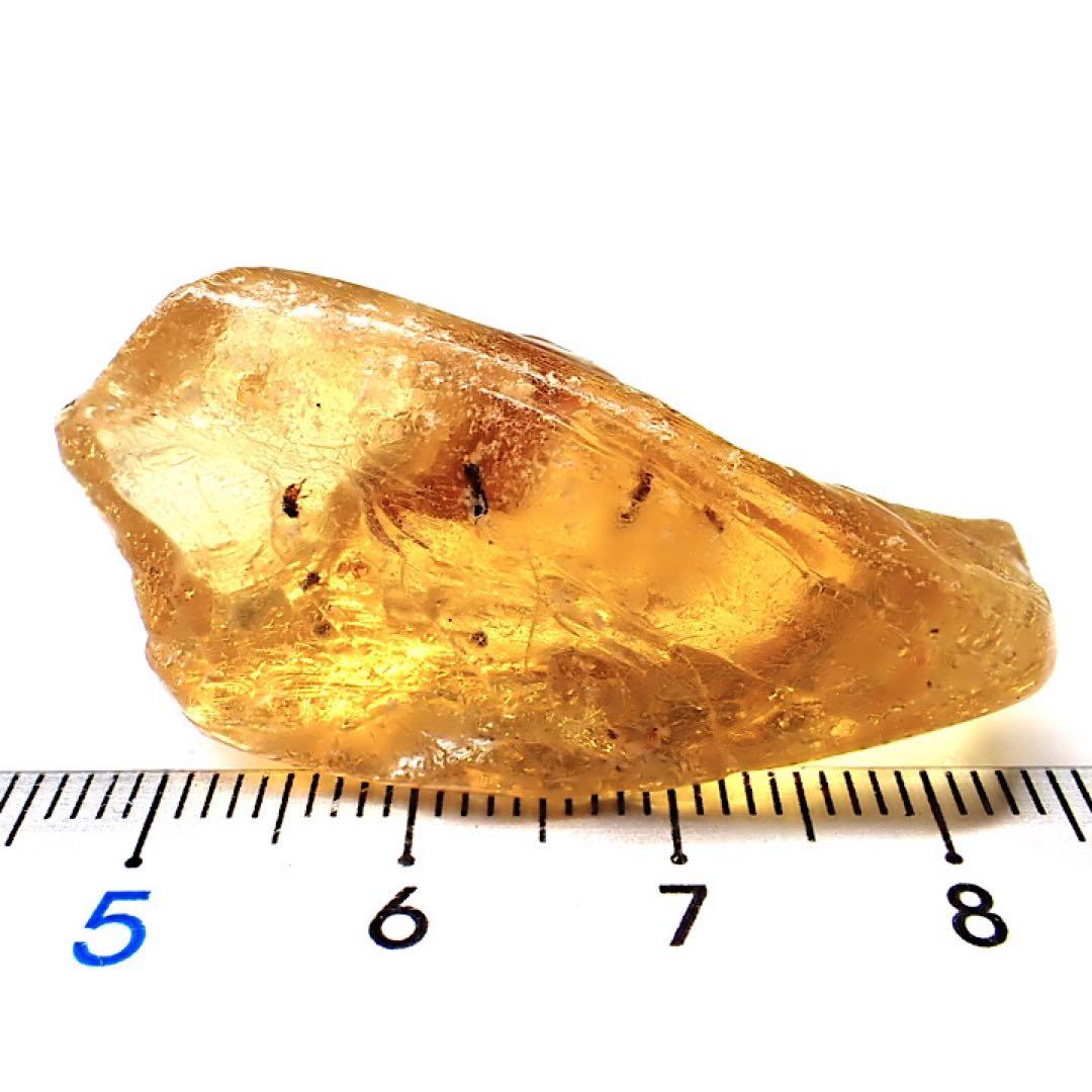 【オーストラリア産】ゴキブリ入り！天然琥珀(アンバー)