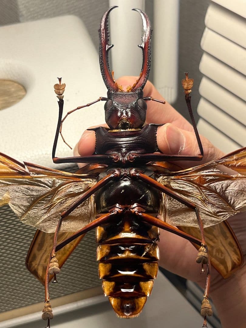 【開翅163mm】オオキバウスバカミキリ 標本 Macrodontia