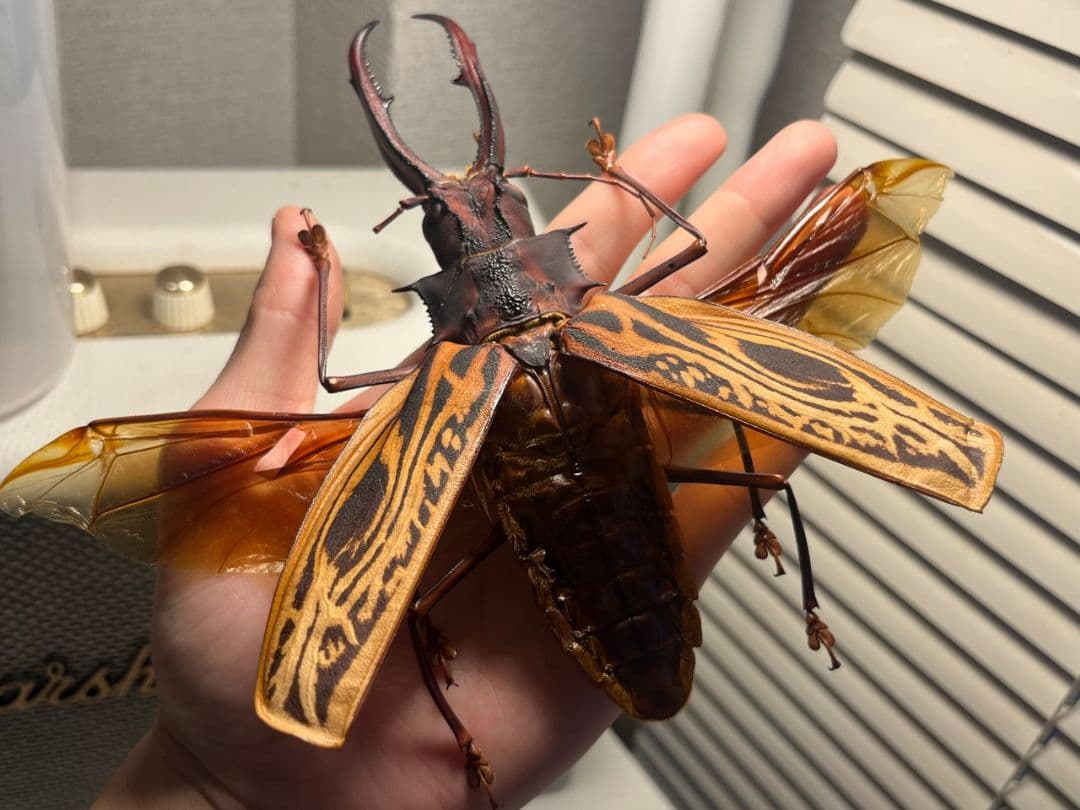 【開翅163mm】オオキバウスバカミキリ 標本 Macrodontia