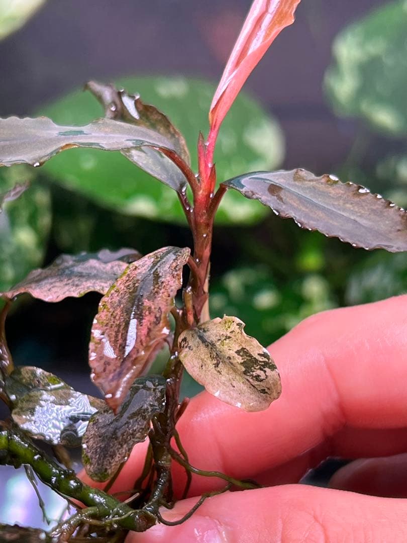 ブセファランドラｓｐ. ピンクバリエガータい斑入り 水中葉 3 株　3大