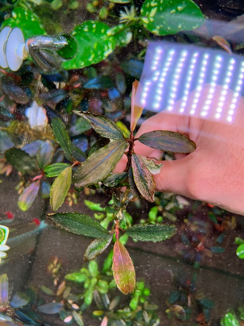 ブセファランドラｓｐ. ピンクバリエガータい斑入り 水中葉 3 株　3大