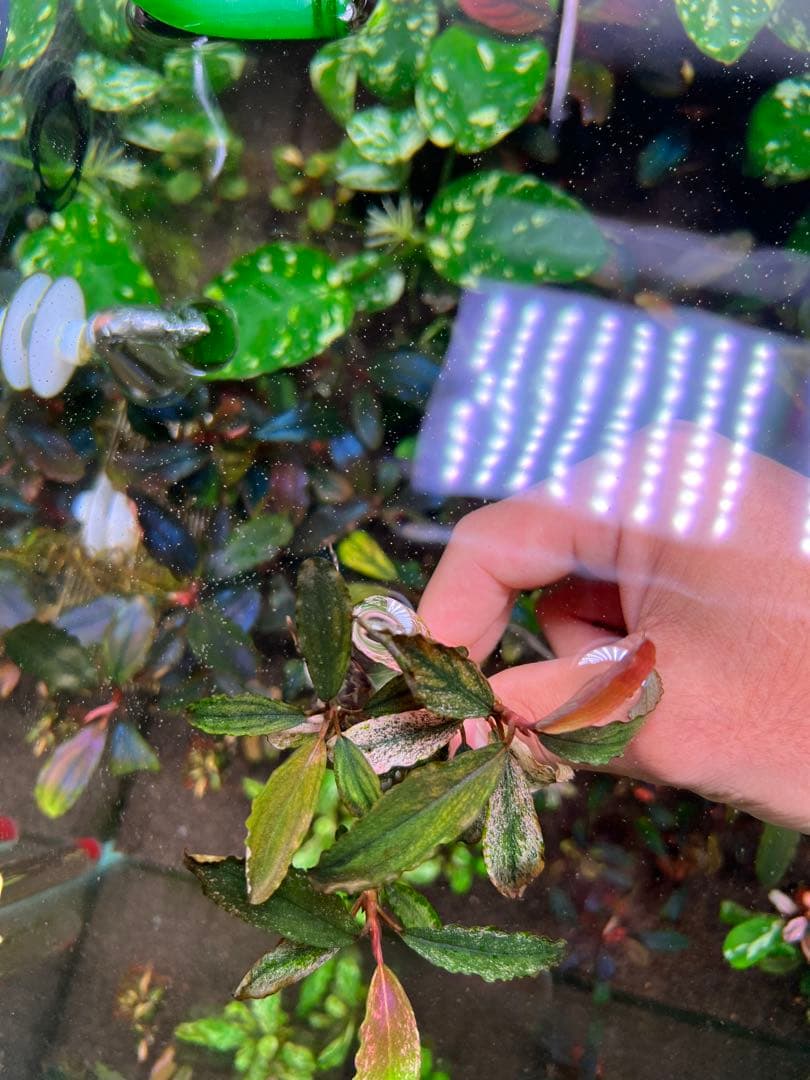 ブセファランドラｓｐ. ピンクバリエガータい斑入り 水中葉 3 株　3大