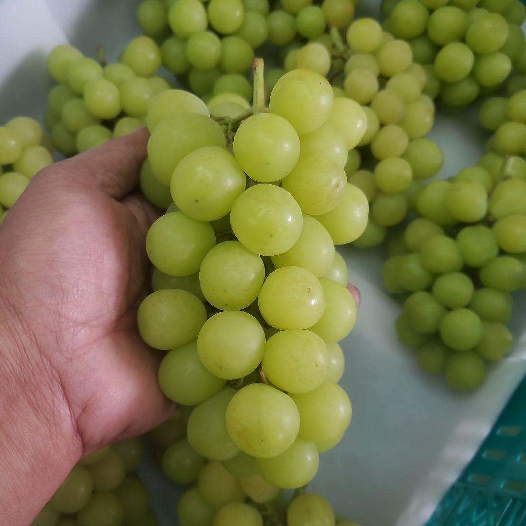 5️⃣ 山梨県産 シャインマスカット１４房 箱込み5.5キロ
