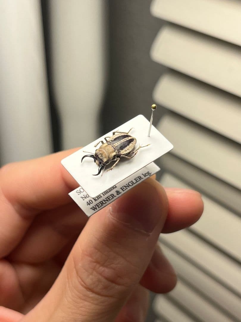 【14mm♂】クワガタモドキゴミムシダマシ Calognathus昆虫標本