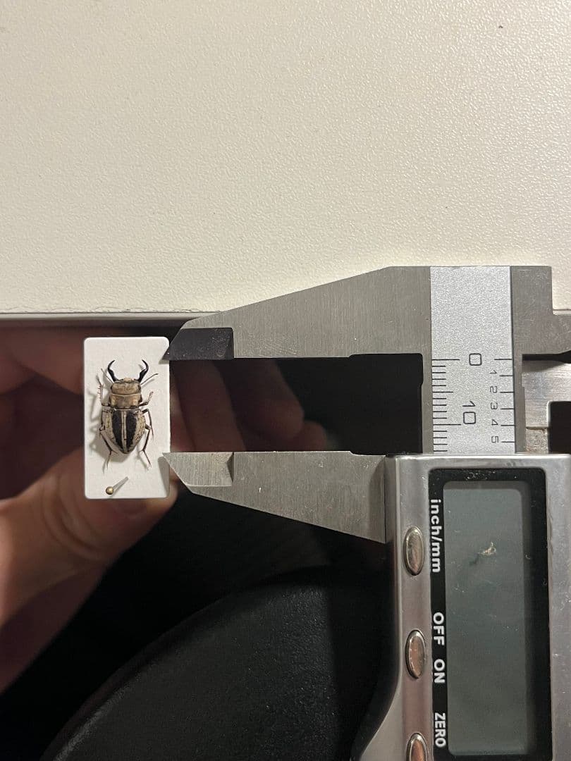 【14mm♂】クワガタモドキゴミムシダマシ Calognathus昆虫標本