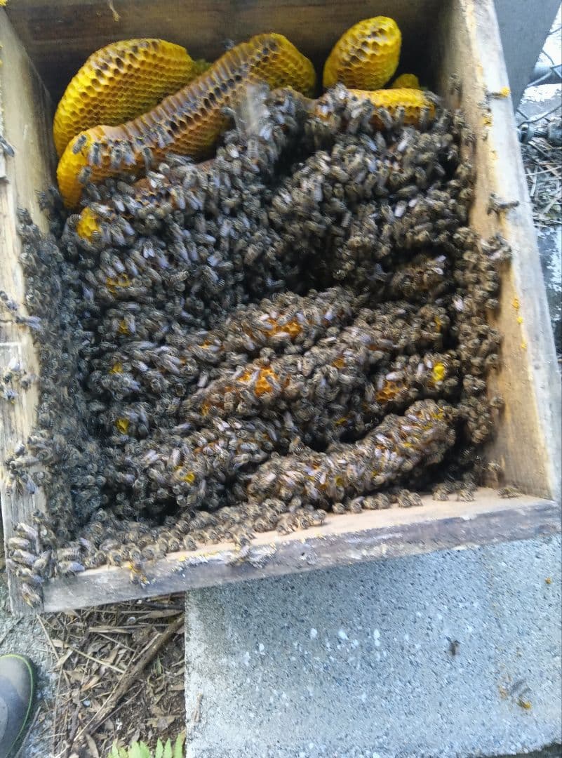 南国土佐の百花蜜　ニホンミツバチ蜂蜜　たれ蜜　純粋　無加工　1170g2本