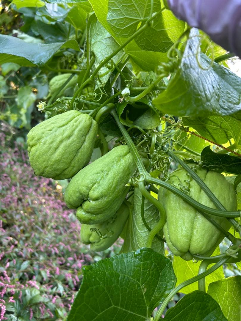 ハヤトウリ23k g