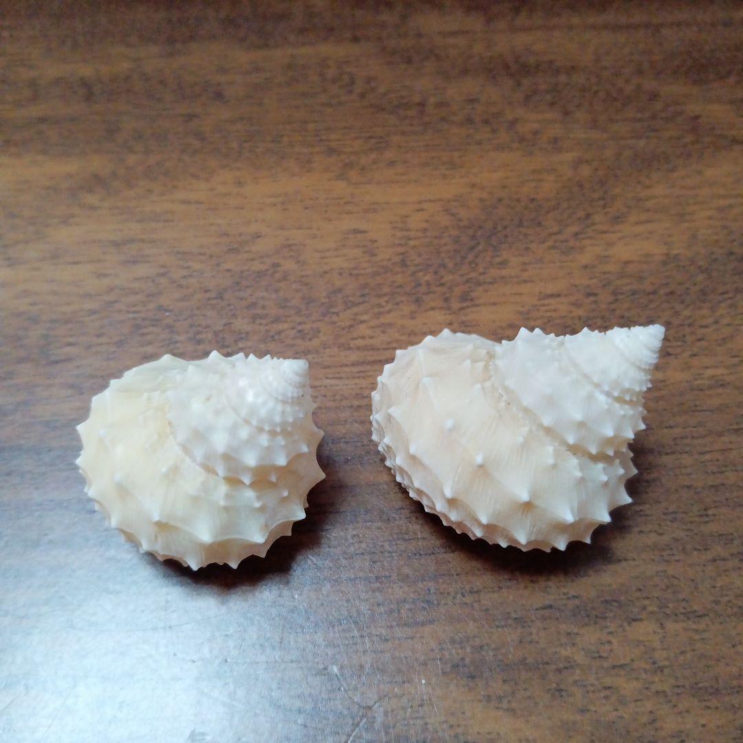 貝殻標本　イガギンエビス