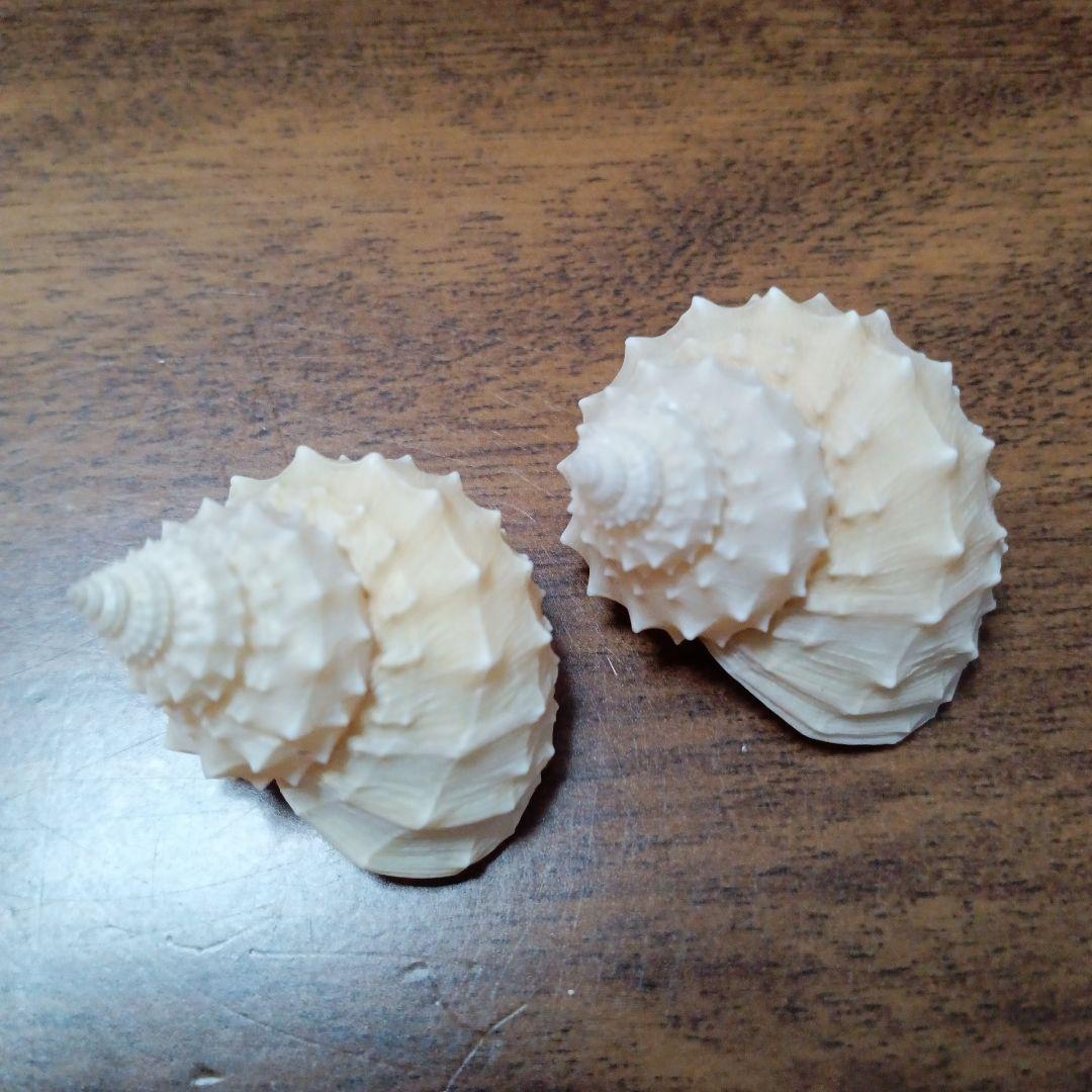 貝殻標本　イガギンエビス