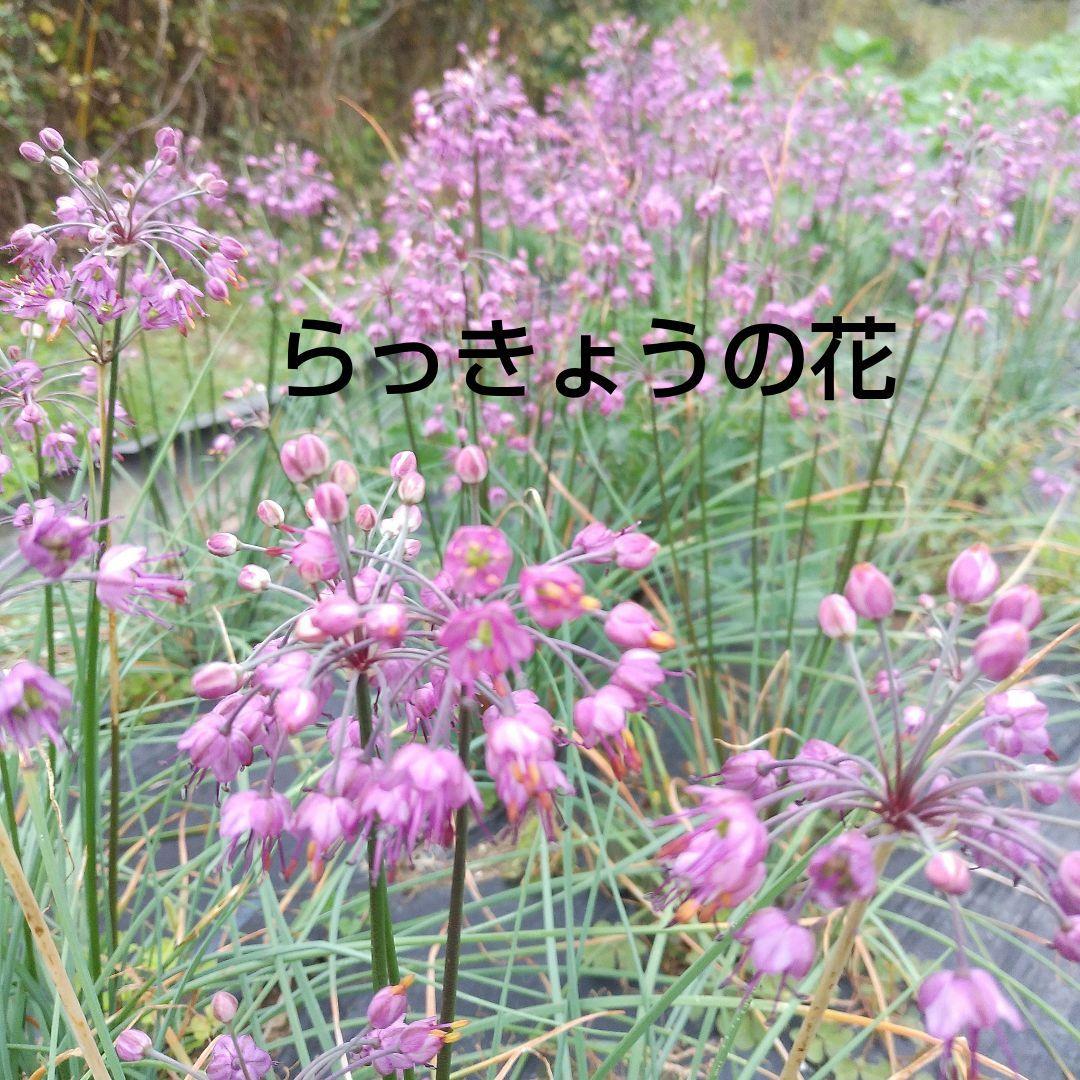 丹波産　農薬不使用　らっきょう甘酢漬　RK 300g×5袋