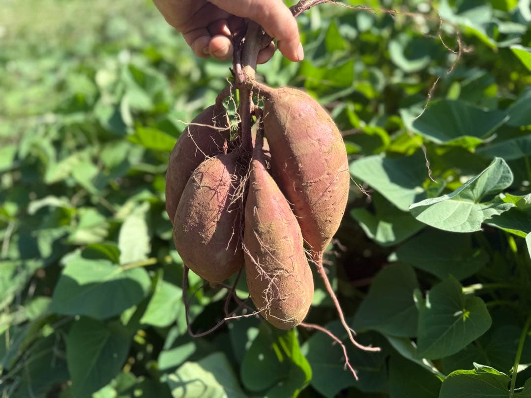 シルクスイート 大きめサイズ 150kg 訳あり品