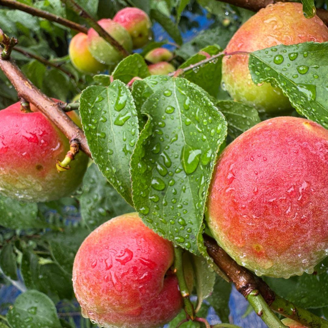 和歌山県みなべ町 南高梅 24時間以内収穫分4Lサイズ5キロ