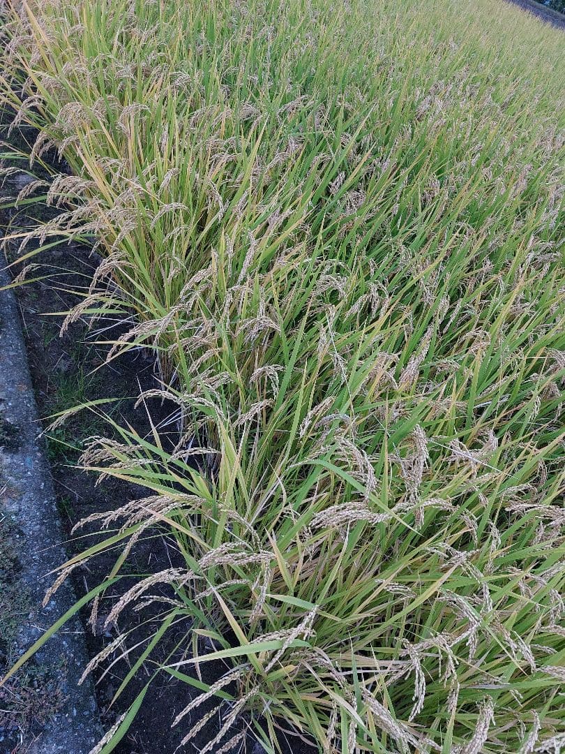 iPhone15ケースとハンドメイド品　です