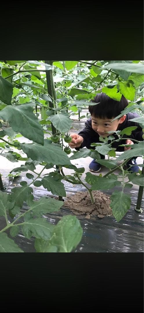 NOBLE ミニトマトジュース　青森県平川市