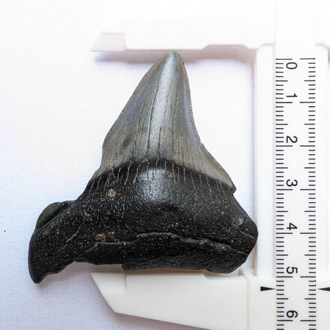 巨大サメ・メガロドンの歯化石