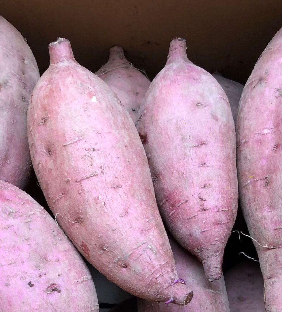さつまいも　安納芋　17キロ