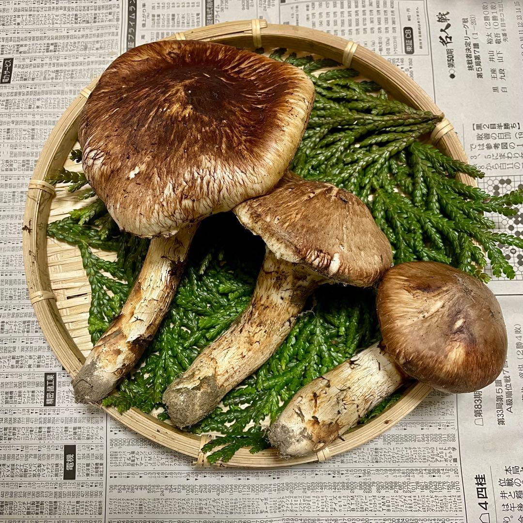 天然きのこ 松茸 国産 マツタケ まつたけ 山形県産 森の凛さん採取 その149