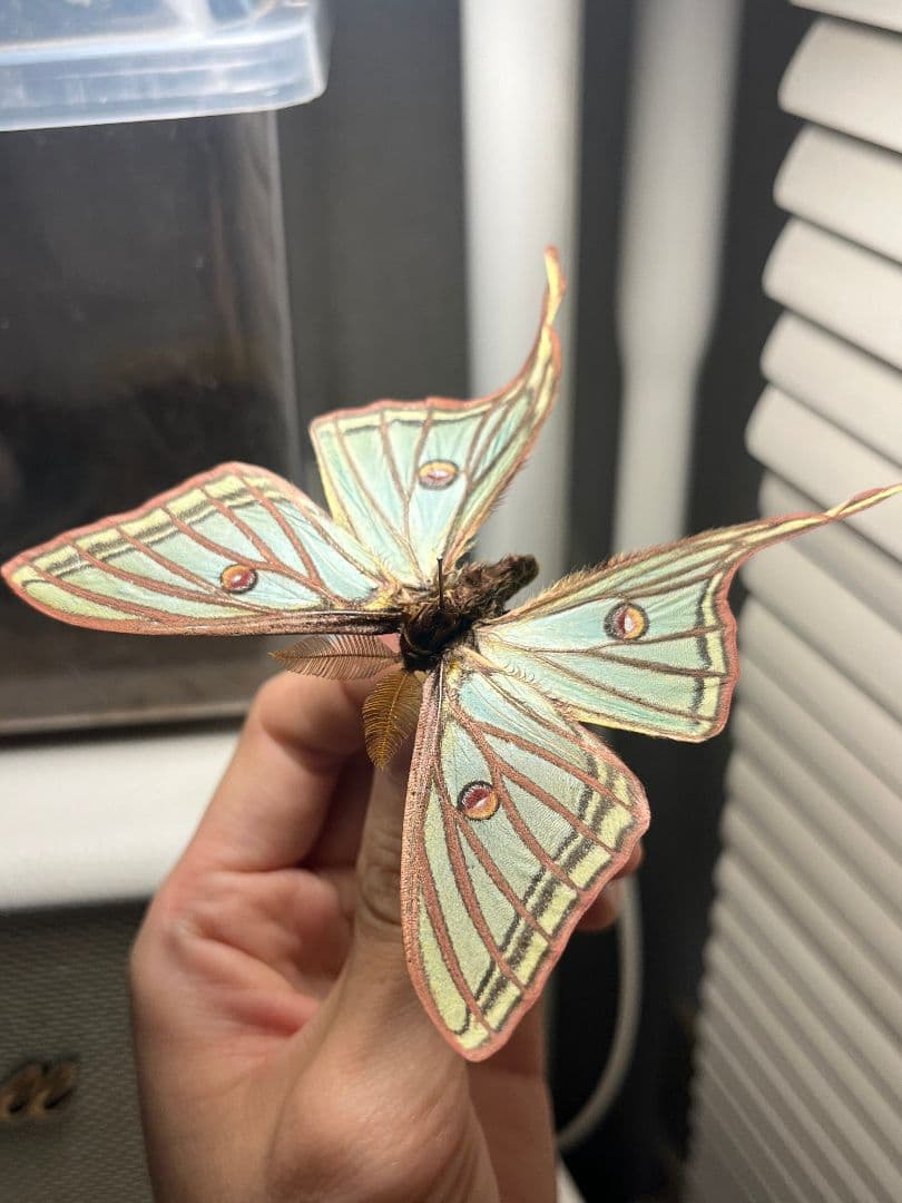 【極美♂】イズベラミズアオ 蛾ピカソモスモルフォチョウアグリアス　標本