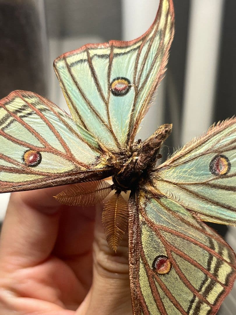 【極美♂】イズベラミズアオ 蛾ピカソモスモルフォチョウアグリアス　標本