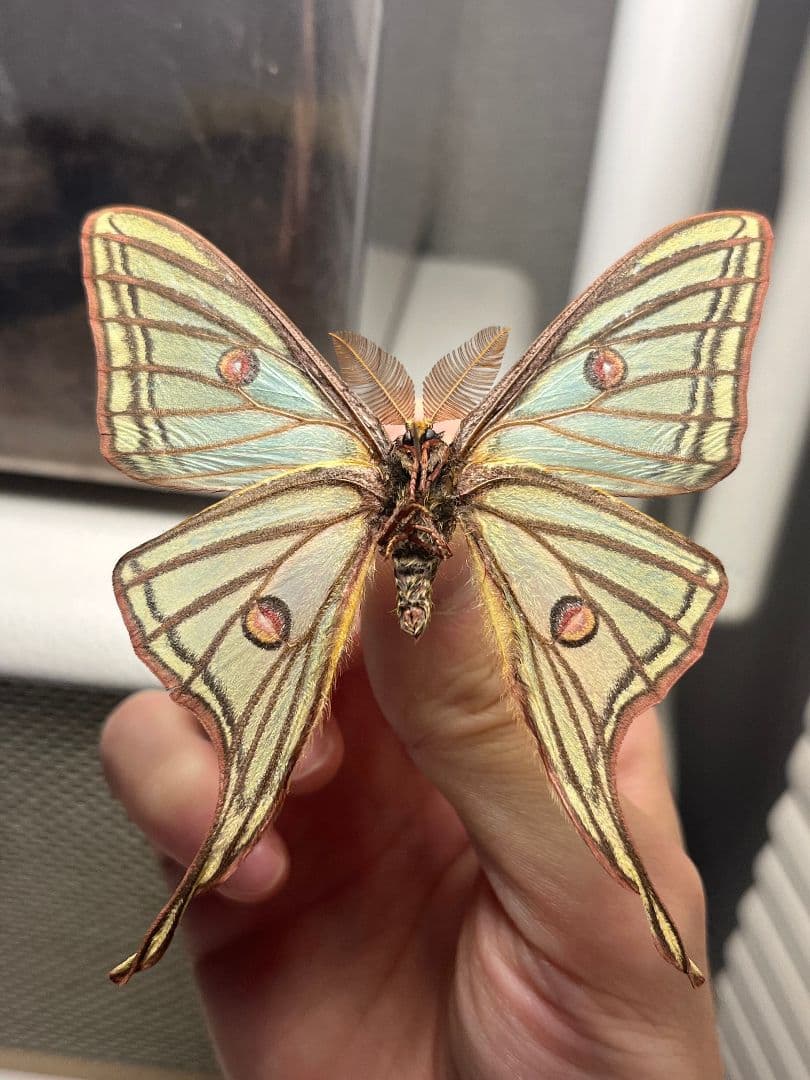 【極美♂】イズベラミズアオ 蛾ピカソモスモルフォチョウアグリアス　標本