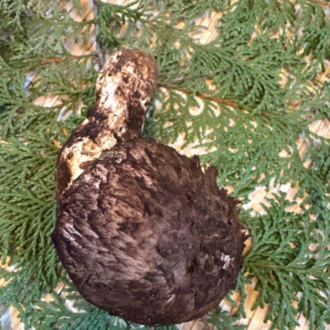 長野県南信州産‼️松茸 大1本125g 10/31朝採れ