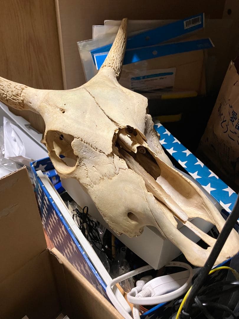 頭骨　頭蓋骨　ウシ　牛　種名 Bos taurus ※条約などには抵触しない種類