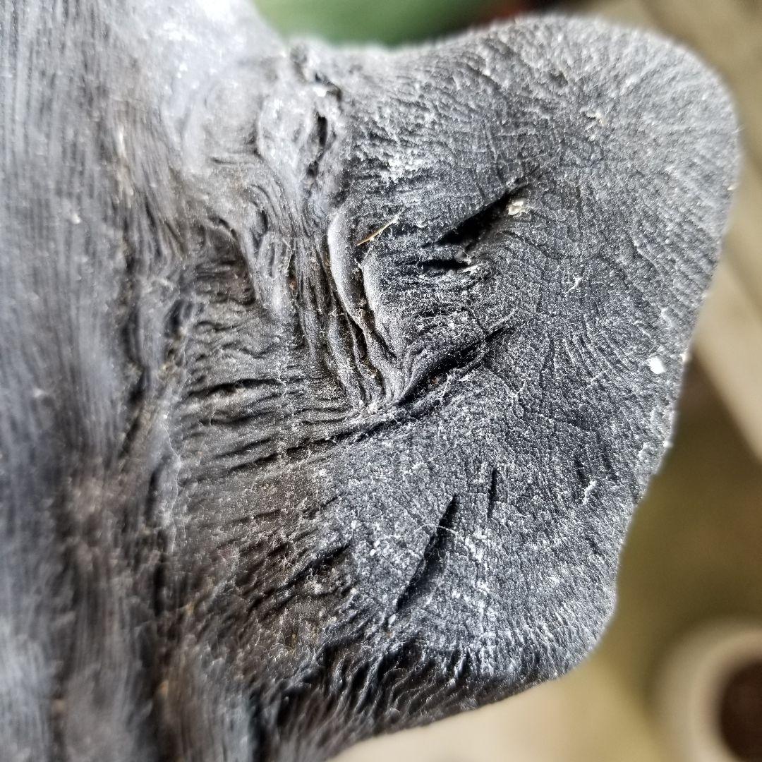 紀州備長炭オブジェ　一点もの　希少