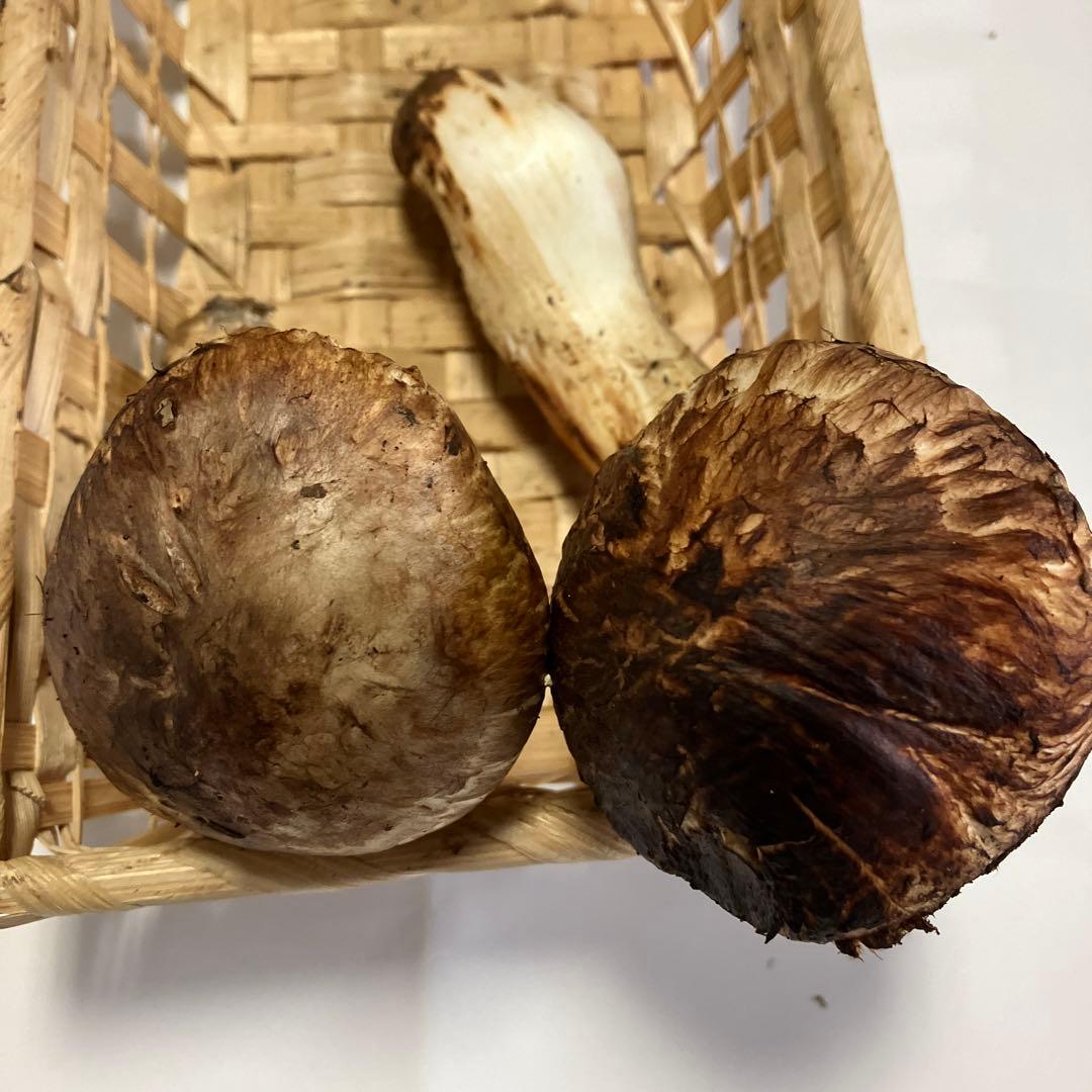 岩手県産松茸　１７２g