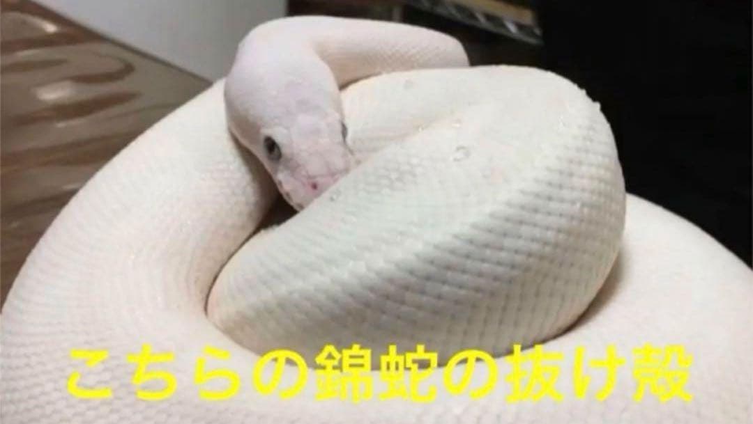 オルゴナイト 白蛇の抜け殻 開運 魔除け 金運 家内安全