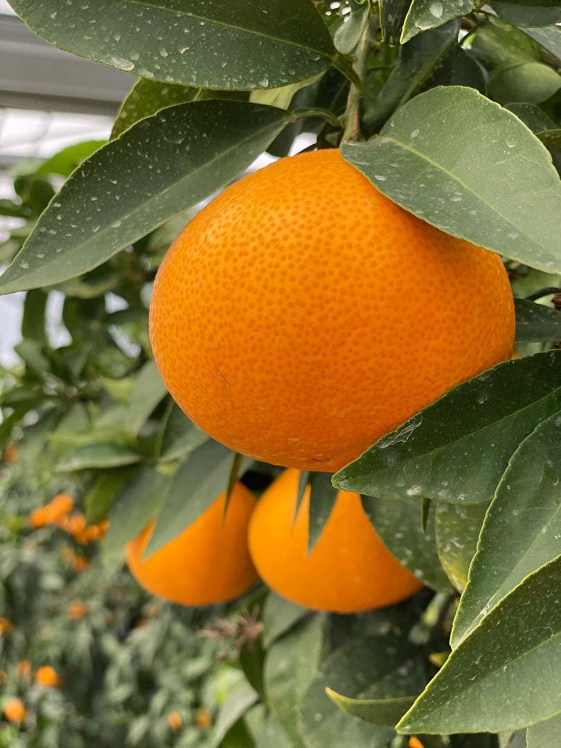 愛媛県産!!愛果28号(特選M玉10キロ) 空島まどんな