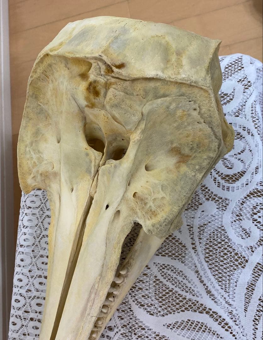 超希少種　シワハイルカ　頭骨　標本　海棲生物　いるか　イルカ