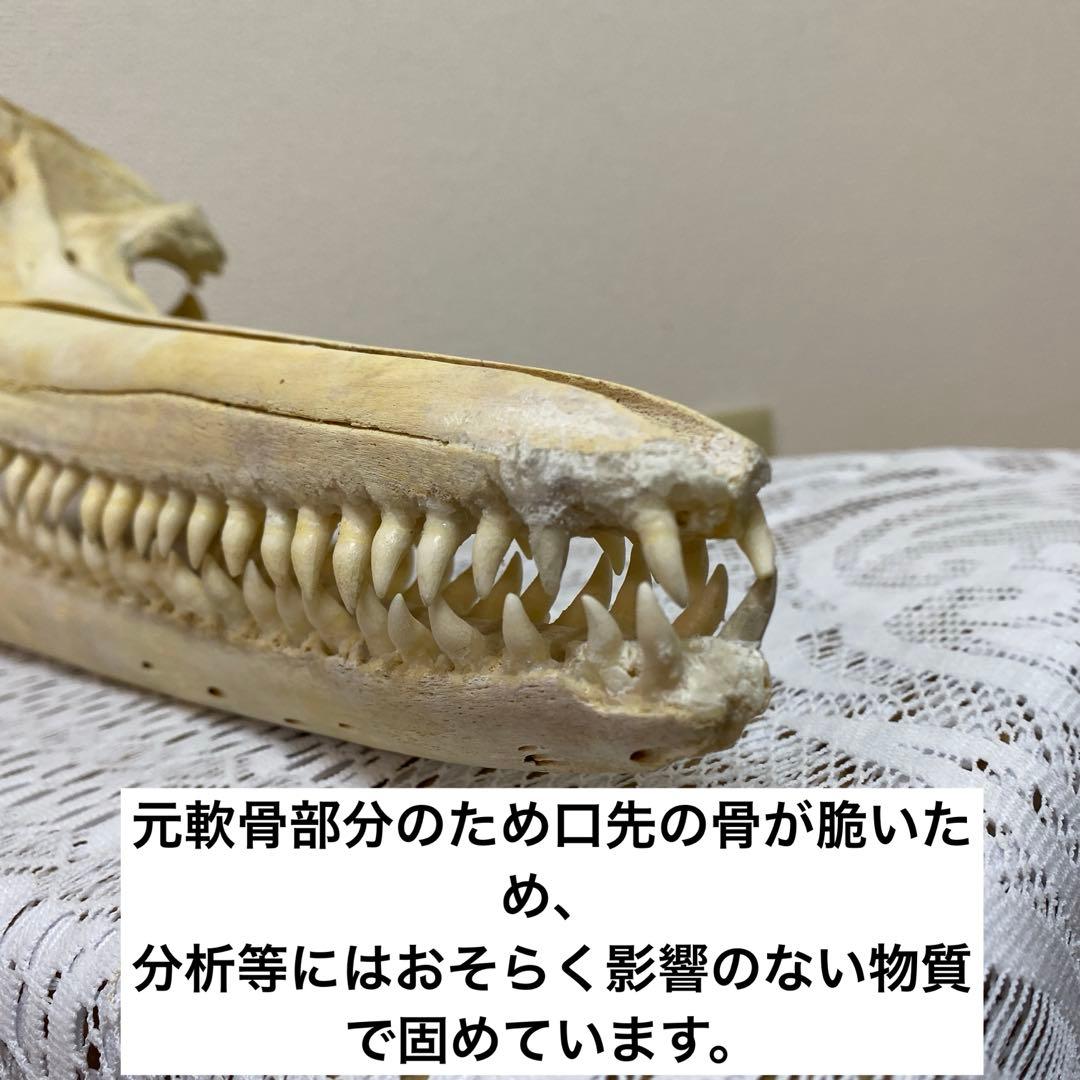 超希少種　シワハイルカ　頭骨　標本　海棲生物　いるか　イルカ