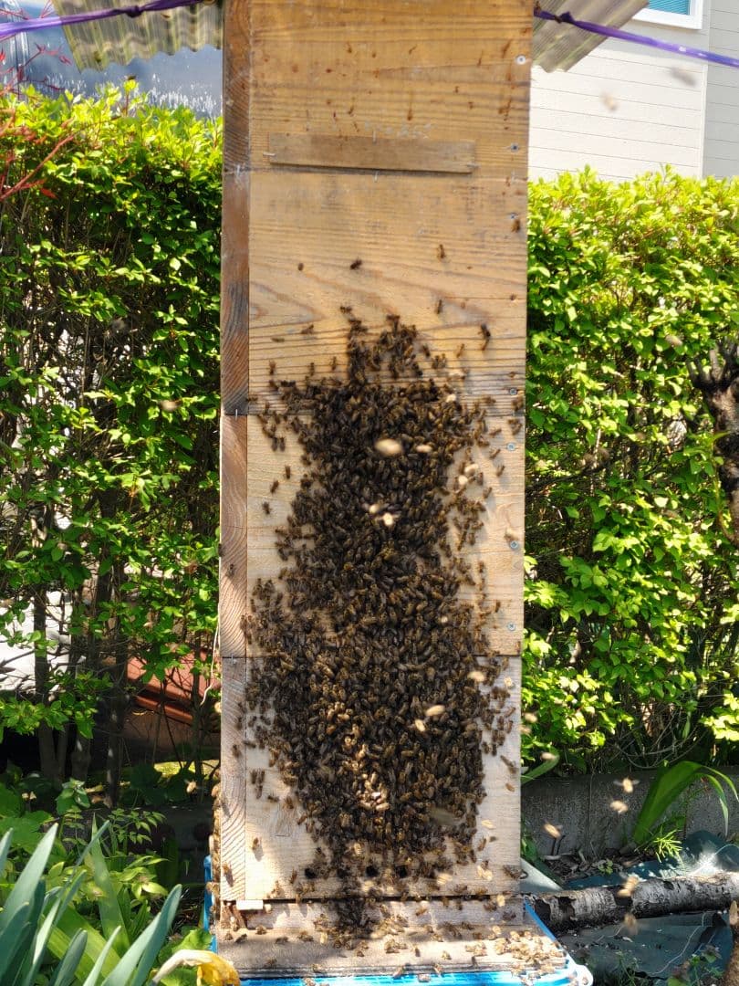 純粋はちみつ　百花蜜（１年熟成物）　550ｇ✕4本（2.2kg）