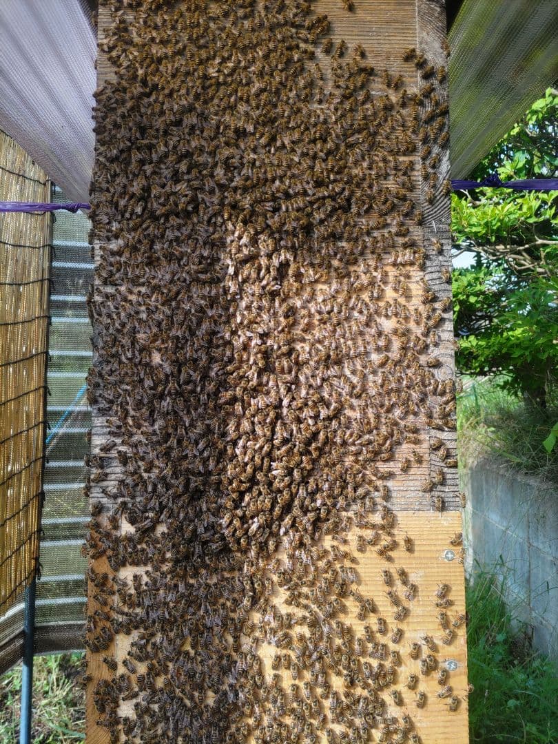 純粋はちみつ　百花蜜（１年熟成物）　550ｇ✕4本（2.2kg）