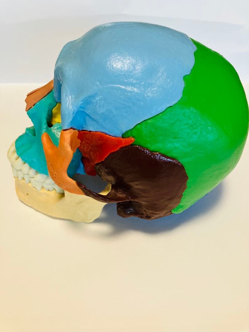 解剖学用分解可能頭部模型