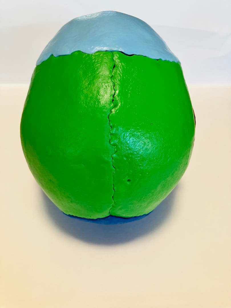 解剖学用分解可能頭部模型