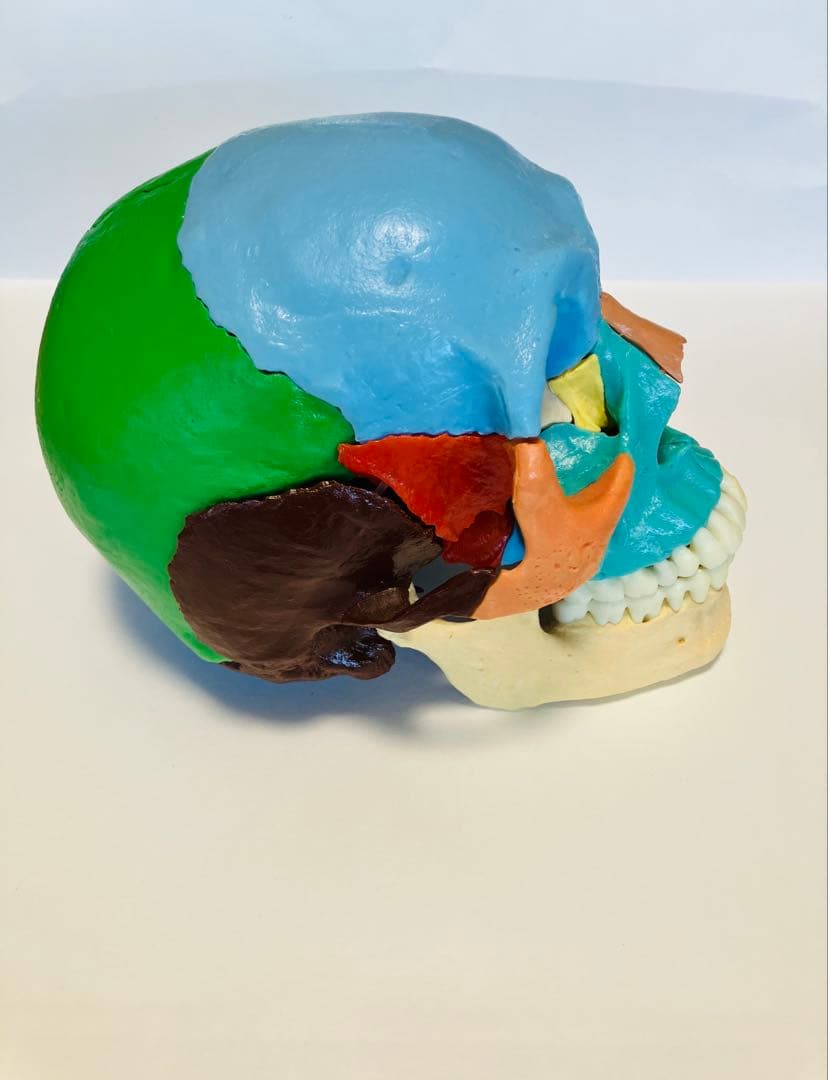 解剖学用分解可能頭部模型