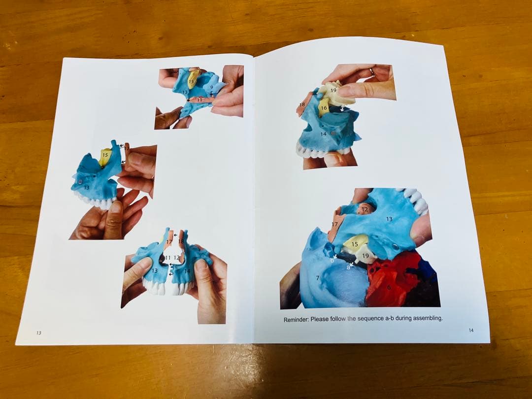 解剖学用分解可能頭部模型