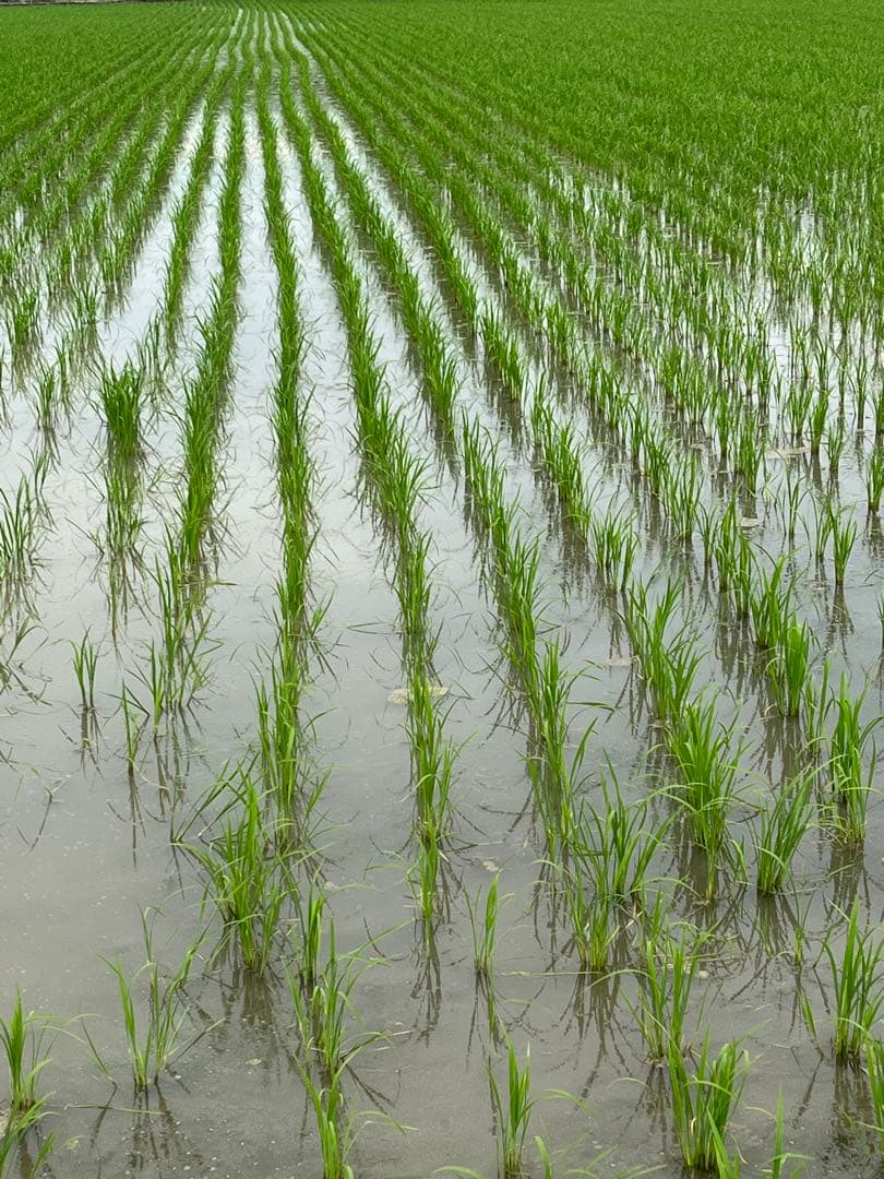 令和7年　埼玉県産　彩のきずな　白米10キロ