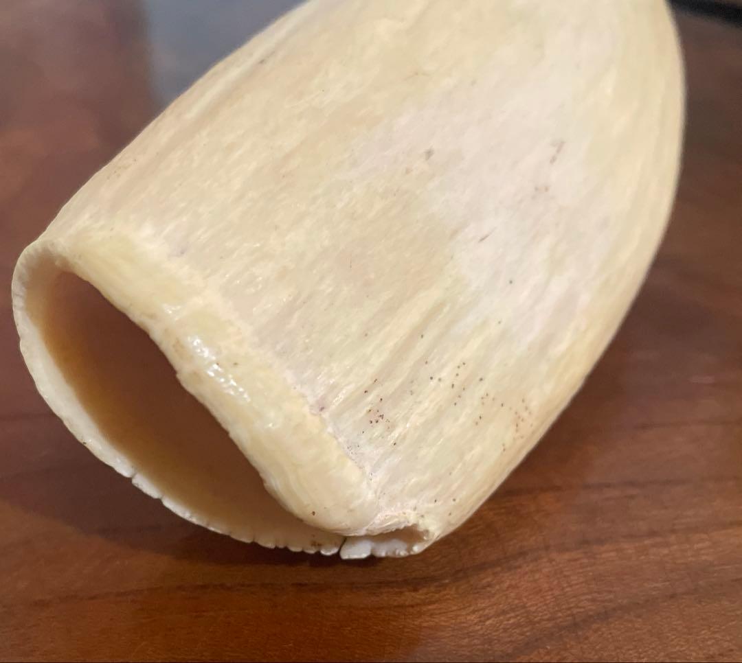 鯨の歯 約20cm 約440g クジラの歯