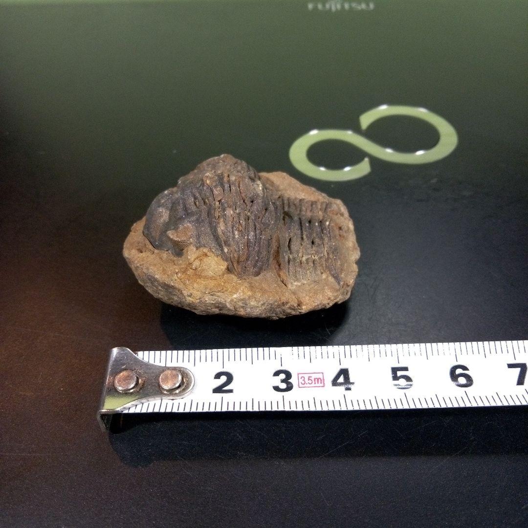 三葉虫　化石　fossil　ボリビア産　トライロバイト　Fossil番号⑩