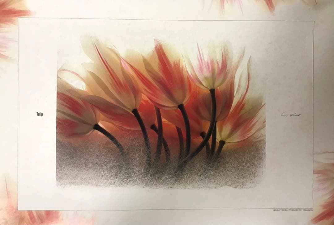 ショージヨシダ作 「チューリップ」 ジグソーパズル 1000ピース　アート写真