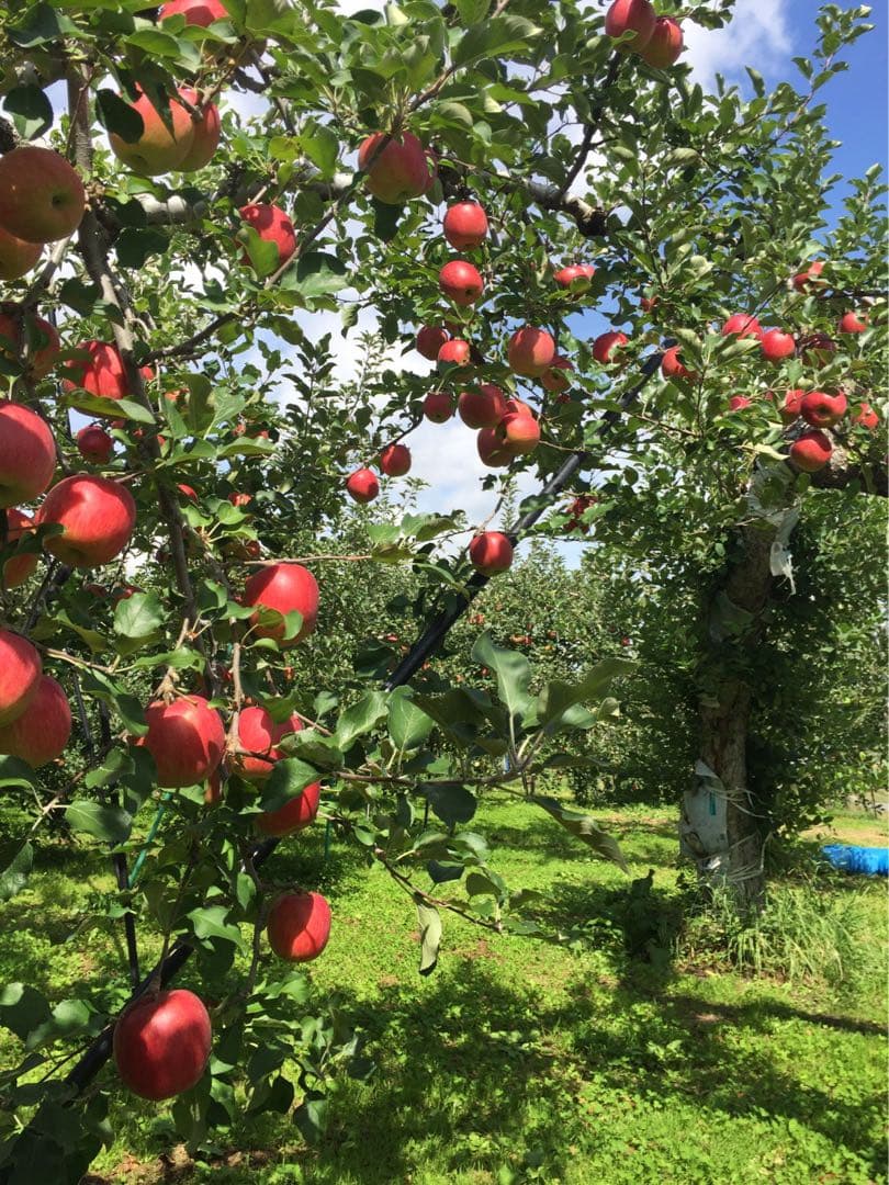 popoページ　サンふじ　小玉　農家直送