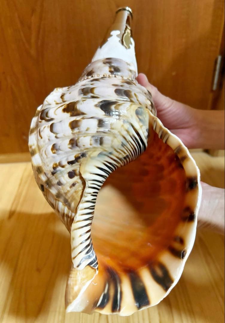ケ*ン様 修験道法螺貝36㎝　山伏　密教　魔除け　熊よけ❣️ホラガイ　ほら貝