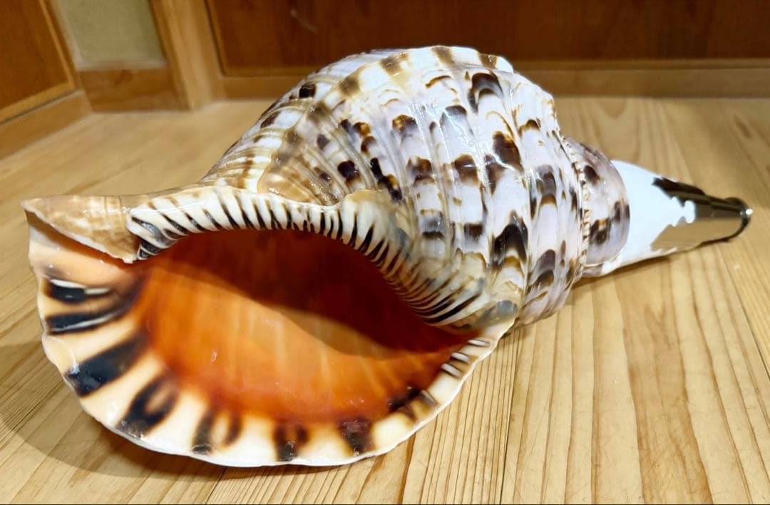 ケ*ン様 修験道法螺貝36㎝　山伏　密教　魔除け　熊よけ❣️ホラガイ　ほら貝