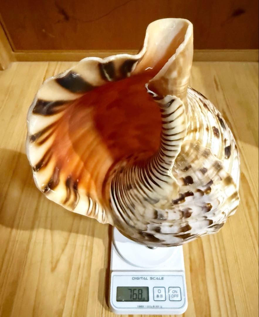 ケ*ン様 修験道法螺貝36㎝　山伏　密教　魔除け　熊よけ❣️ホラガイ　ほら貝