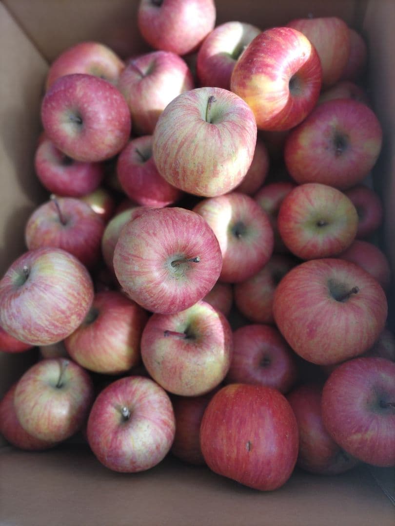 良品 葉取らずサンフジ20kg以上 数量限定 通常価格12500円 劣化防止出荷