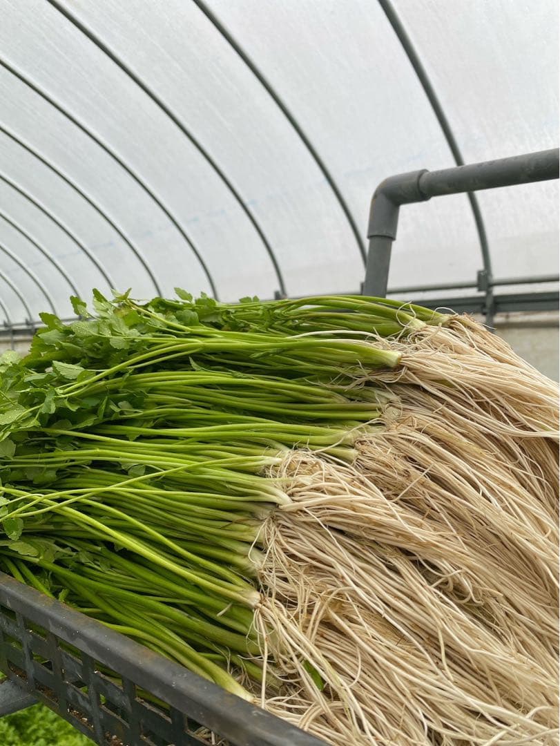 三関セリ　1キロ　秋田県産