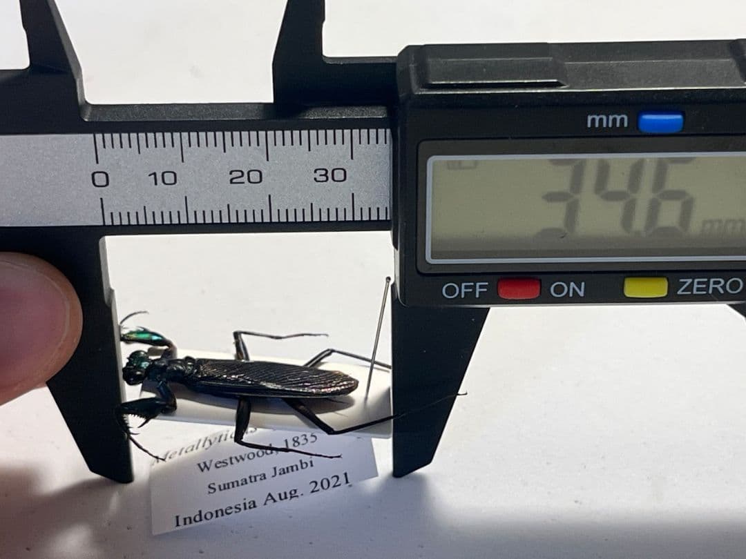 【標本】ケンランカマキリ スパイダーマンティスレッドローチショウジョウバエ